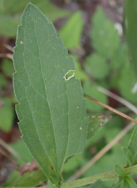 White Thoroughwort