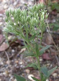 White Thoroughwort