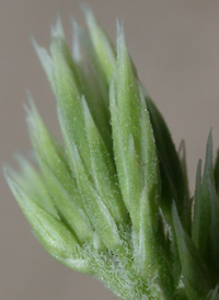 White Thoroughwort