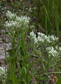 White Thoroughwort