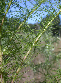 Dog-fennel