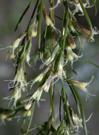 Dog-fennel