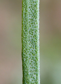 Hyssop-leaved Thoroughwort