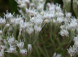 Hyssop-leaved Thoroughwort