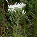Hyssop-leaved Thoroughwort Hyssop-leaved Thoroughwort