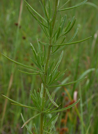 Hyssop-leaved Thoroughwort