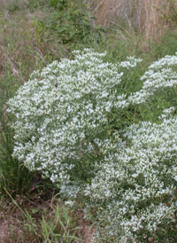 Hyssop-leaved Thoroughwort