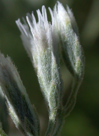 White-bracted Thoroughwort