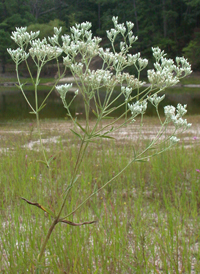 White-bracted Thoroughwort