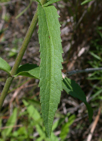 White-bracted Thoroughwort