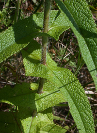 Common Boneset