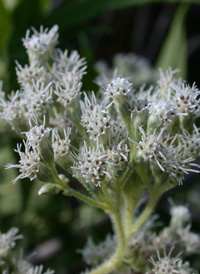 Common Boneset