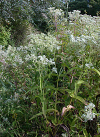 Common Boneset