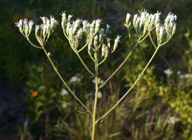 Rough Boneset