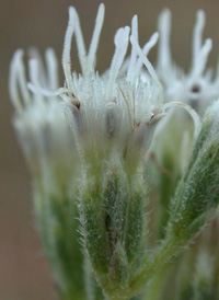 Rough Boneset