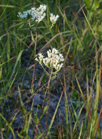 Rough Boneset