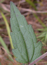 Rough Boneset