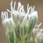 Rough Boneset