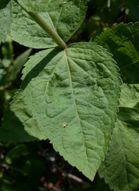 Round-leaved Boneset