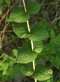 Round-leaved Boneset