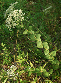 Round-leaved Boneset