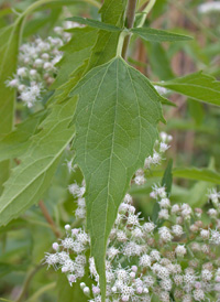 Late-flowering Thoroughwort