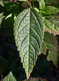 Coastal-plain Joe-pye-weed