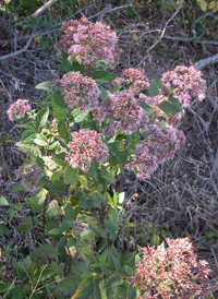 Coastal-plain Joe-pye-weed