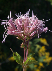 Coastal-plain Joe-pye-weed