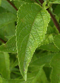 Spotted Joe-pye-weed