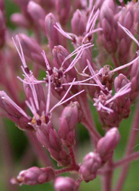 Spotted Joe-pye-weed