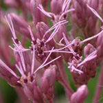 Spotted Joe-pye-weed Spotted Joe-pye-weed