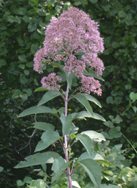 Sweet Joe-pye-weed