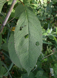 Sweet Joe-pye-weed