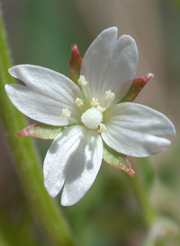 Purple-leaved Willowherb