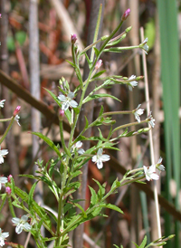 Purple-leaved Willowherb