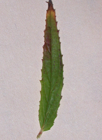 Purple-leaved Willowherb