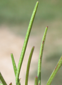 Purple-leaved Willowherb