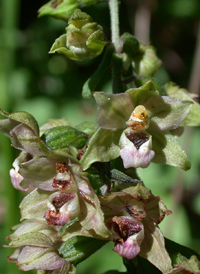 Broad-leaved Helleborine