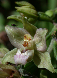 Broad-leaved Helleborine