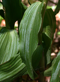 Broad-leaved Helleborine