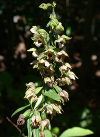 Broad-leaved Helleborine