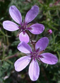 Common Stork's-bill