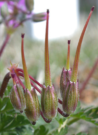 Common Stork's-bill