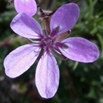 Common Stork's-bill