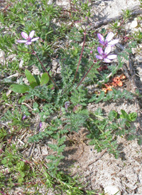 Common Stork's-bill