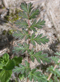 Common Stork's-bill