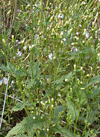 American Burnweed