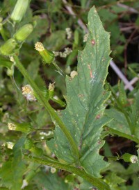 American Burnweed