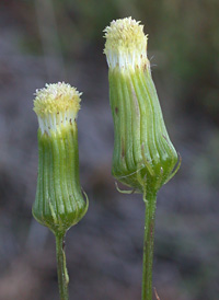 American Burnweed